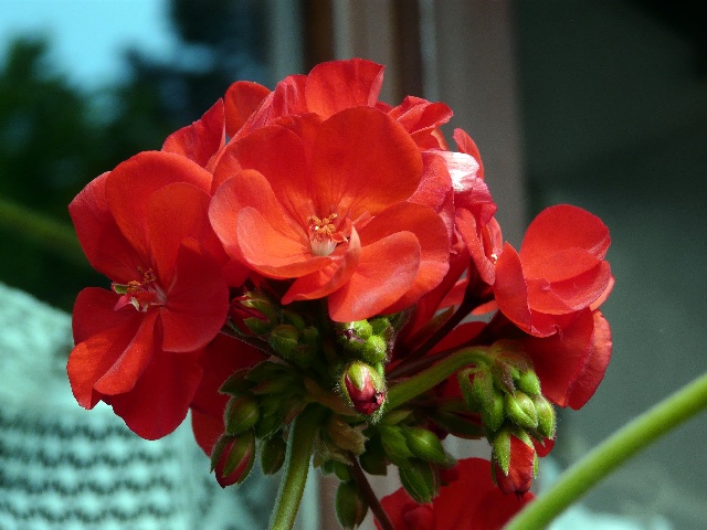 fleur rouge.jpg